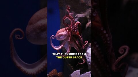 Octopus is one of the most bizarre animals in the world,