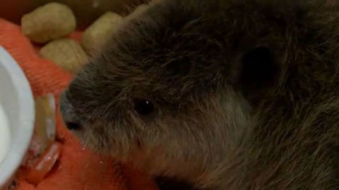 Orphaned baby beaver headed to Oklahoma Aquarium