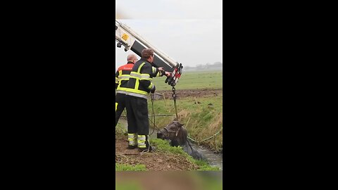 The brave men save poor horse life