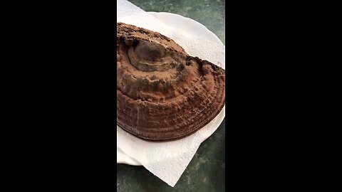 Artist’s Conk tea (Ganoderma sp.) #forage #survival #fungi