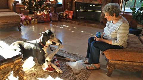 Great Dane unwraps and plays with Christmas gift