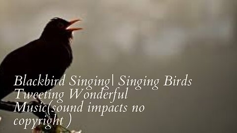 Blackbird Singing| Singing Birds Tweeting Wonderful Music(sound impacts no copyright )