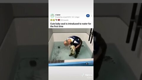 Seal Touches Water For First Time tiktok ethbn