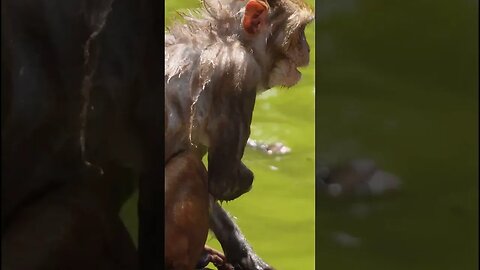 Swimming Monkeys. Kathmandu. Nepal