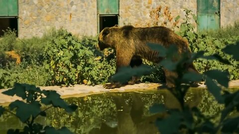 Carpathian bear in zoo