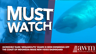 Incredibly rare 'megamouth' shark is seen swimming off the coast of Indonesia