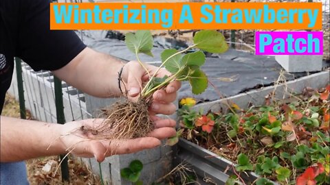 Winterizing a strawberry patch. Weeding and pruning strawberry plants