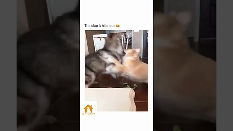 Hilarious Cat Slaps Dog to Stop Epic Battle!