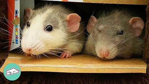 Why Rats Make Awesome Pets: Debunking the Rodent Stereotype | Furry Buddies