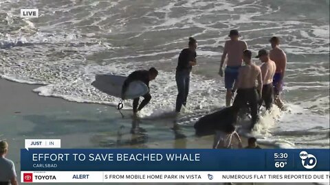 Effort underway to save Carlsbad beached sperm whale