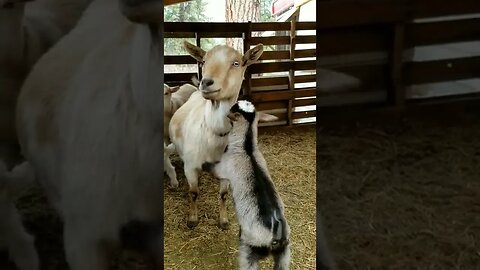 #babygoats #babygoat #goats #homesteadlife #farmlife #babyanimals #cuteanimals #farmanimals