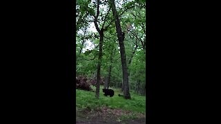 Mama bear and cubs climb down backyard tree