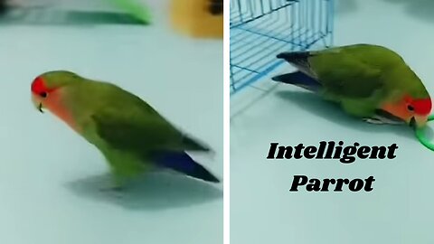 Intelligent Parrot video of the year.