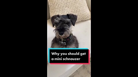 5 reasons why you should get a mini schnauzer