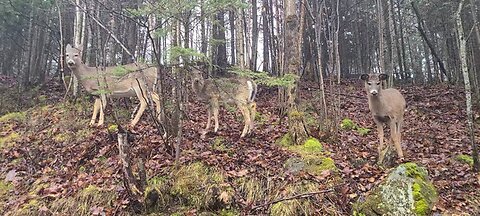 Cat scares the deer