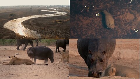 Hippo vs Lion Clan | Natural World | 👈🏻😲😲😲😲😲