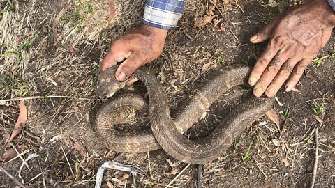 Cobra Catching TV: Dig a cave to catch a Snake Episode 16| How to catch a india cobra