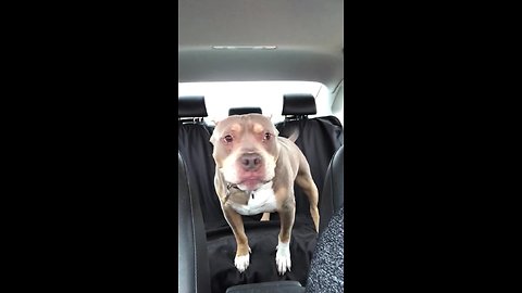 Happy dog super excited to visit the pet store