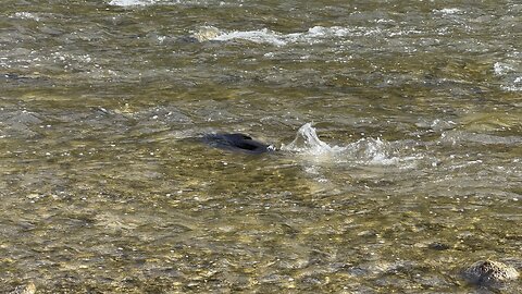 Lonely Salmon spawning on Humber river