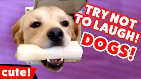 Funny dog videos for rumble app Best funny dog videos.....