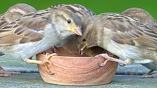 I Wonder How Many House Sparrows Can Eat From the Bowl at the Same Time