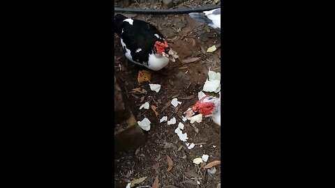 Enthusiastic Welcome Party 🥳🎉 Pt 2Cabbage Day Hand feeding the Ducks🦆🦆🦆🥬🥬😋🦘🦃🤩🌱