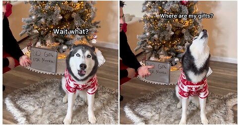 My Husky Was on the Naughty List This Year! No gifts for him