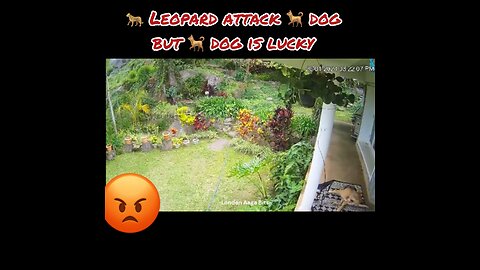 Leopard attack dog