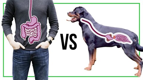 Dog Stomach vs Human stomach