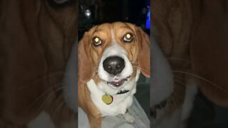 Banchee The Beagle has laser eyes and wants to eat