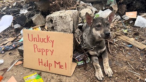 Abandoned puppy with the words "Unlucky Puppy - Help Me"