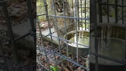 Summer Bobcat In All Her Adorableness! ~part 2 of 2