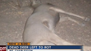 Eight deer illegally killed, left to rot near Mt. Charleston