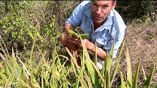 Washing hair with raw aloe vera on Snake Island