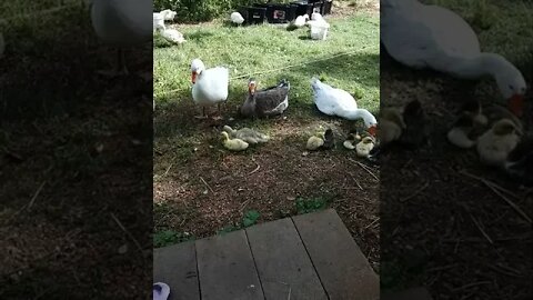 Geese are looking after the gosling and ducklings