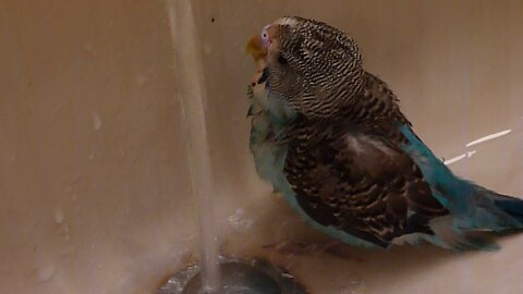 BABY PARAKEET LOVING HIS BATH