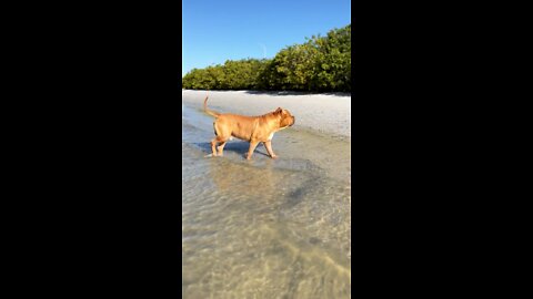 MASSIVE Pit Bull enjoying Sunday Funday on the beach 🦁☀️😎