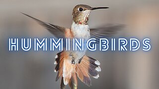 Hummingbirds (The Most Wondrous)