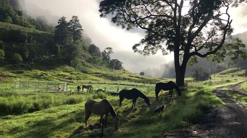 Visit with the horses eating hay for brekkie with mist in the background