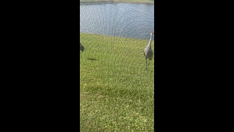 Sandhill Cranes Dancing and Singing For Me