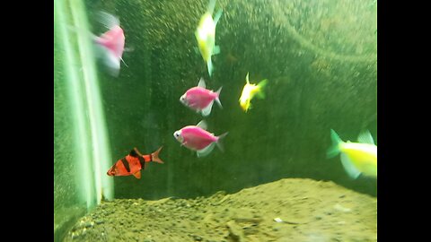 Hello Guys 🤠 this is my 2nd Aquarium #fish #tigerfish #tetrafish