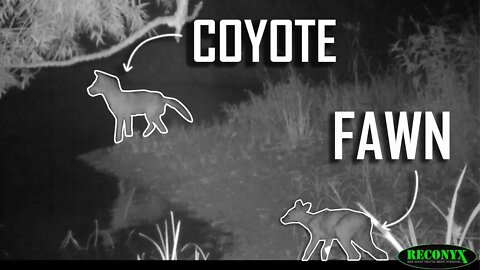 Coyote Hunts Whitetail Fawn!