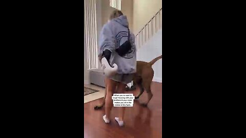 What it's like playing with a HUGE Puppy #dog #dogs #cutedog #funnydogs #shorts