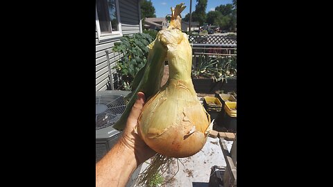 Harvesting Our First Ailsa Craig Onion 6/29/24