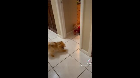 Pomeranian Puppy Doesn’t Like The Door Being Closed