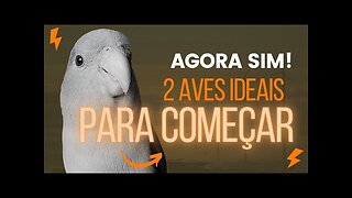 2 AVES PARA INICIAR | CONHEÇA PASSAROS IDEAIS PARA COMEÇAR A CRIAÇÃO DE AVES