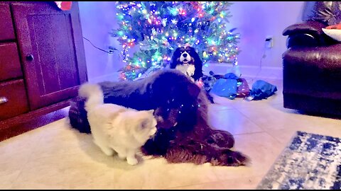 Cavalier King Charles is best at posing for Christmas Photo