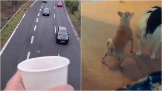 #funny meme, compilation, dogs, cars, #shorts
