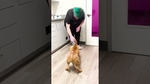 Guy comes home from work with a stray dog