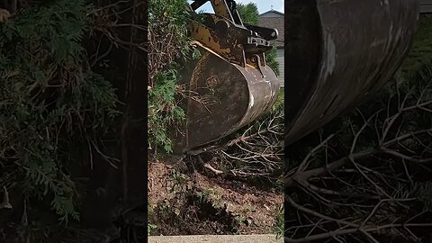 How to Trim a Tree!